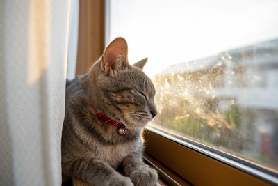 ペットの見守り